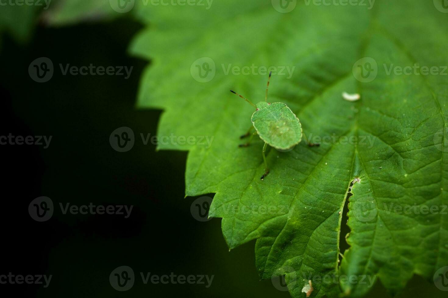 pequeno verde inseto em folha dentro natural habitat dentro fechar-se foto