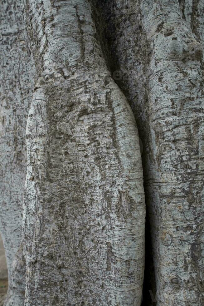 interessante latido do uma árvore dentro fechar-se criando a original textura foto