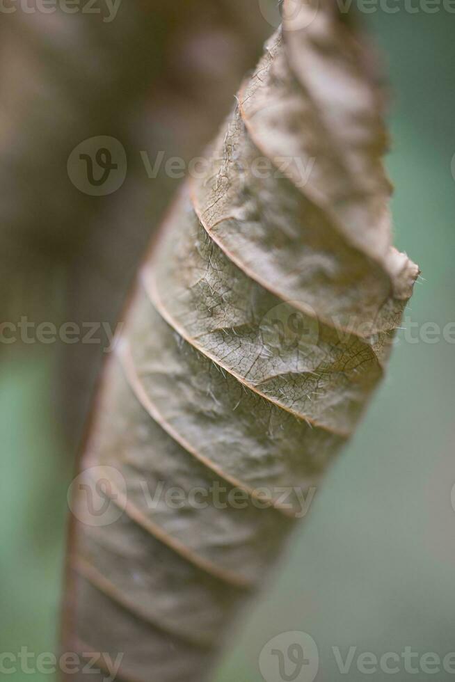 Castanho outono folhas em uma verde fundo fechar-se foto