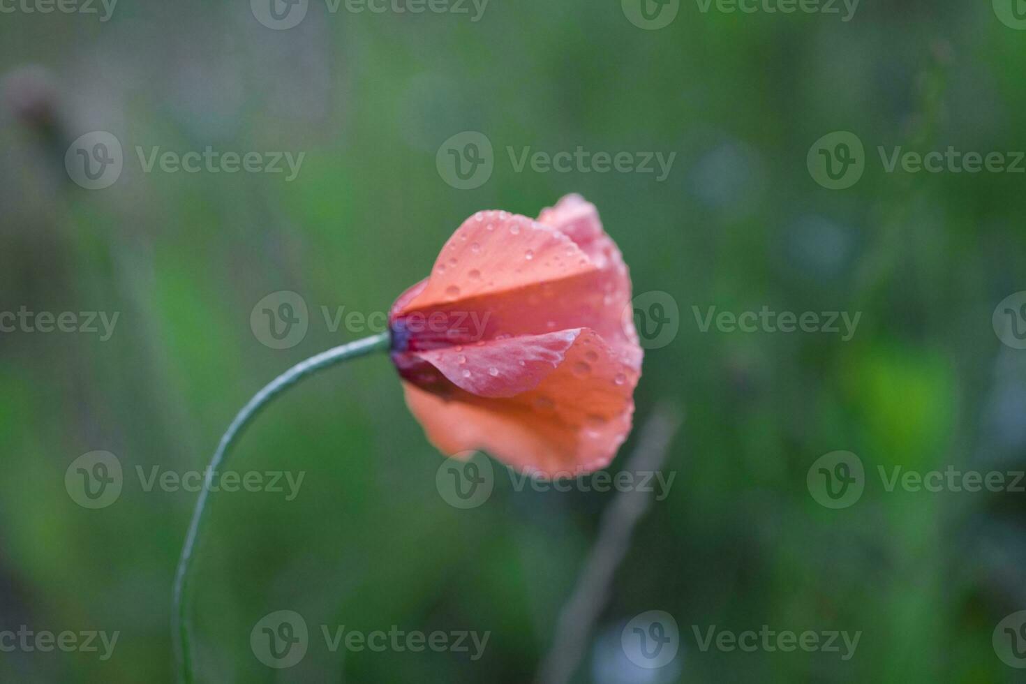 vermelho delicado verão papoula em verde Prado fundo foto