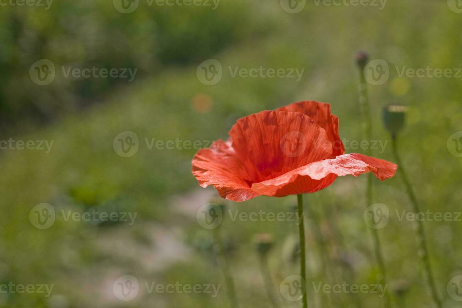 vermelho delicado verão papoula em verde Prado fundo foto