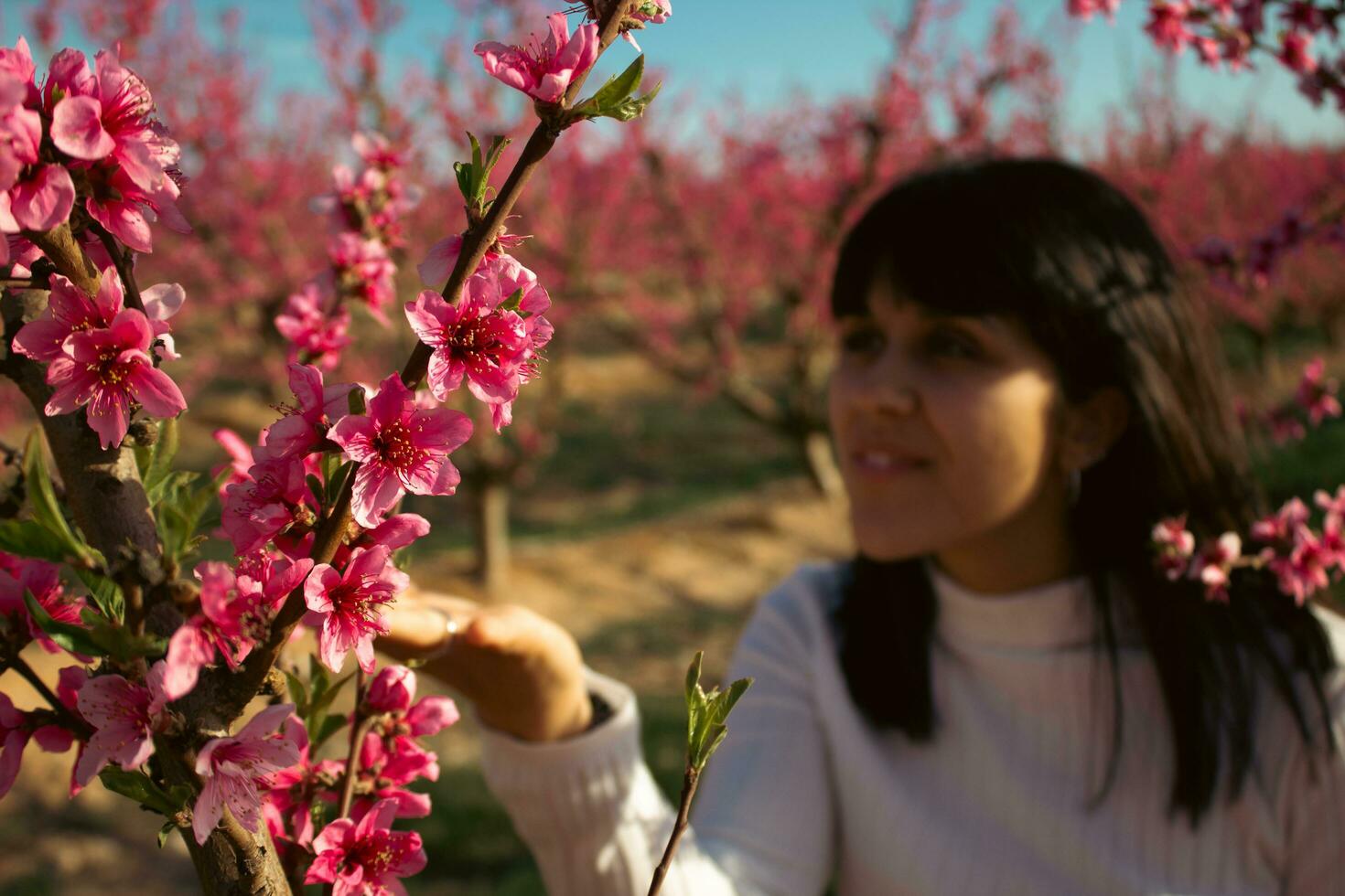 mulher entre a bonita Rosa pêssego árvore flores foto