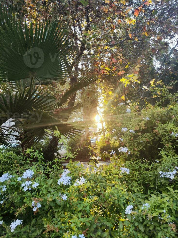 Sol luz com raios brilhando através tropical Palma árvores e flores foto