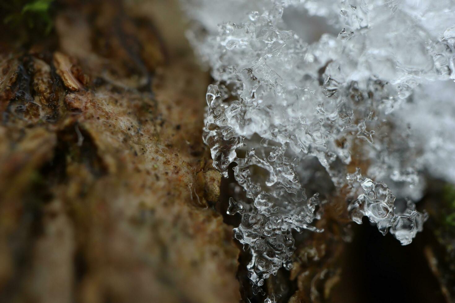 primeiro neve dentro a floresta, neve em a galhos, inverno atmosfera foto