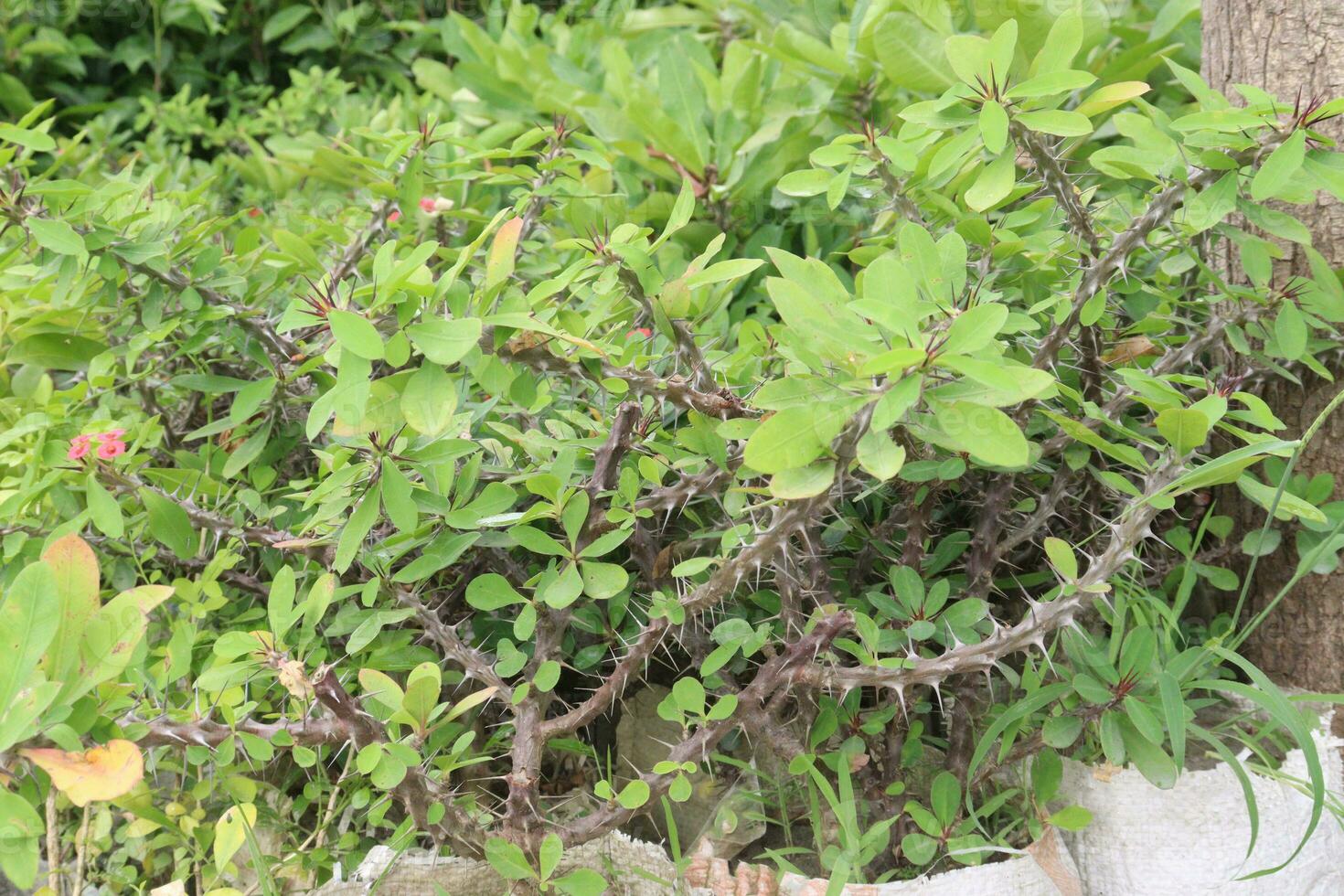 coroa de espinhos flor árvore em Fazenda foto