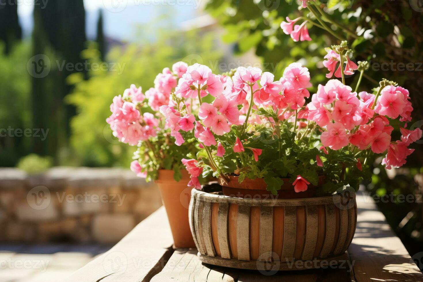 floração em vaso plantas foto