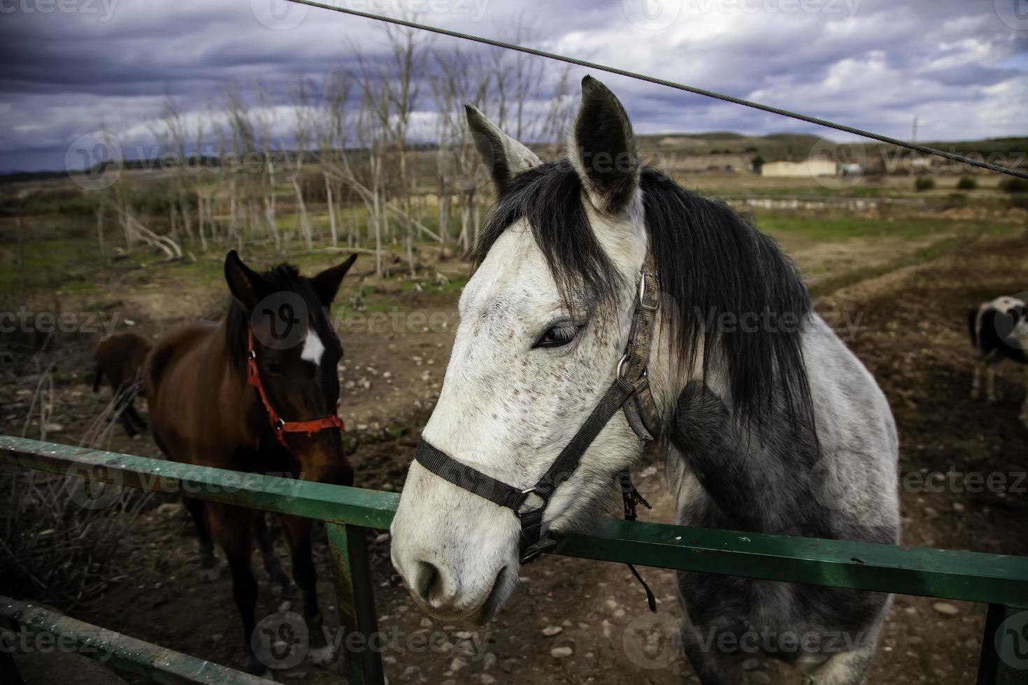 cavalo no estábulo foto