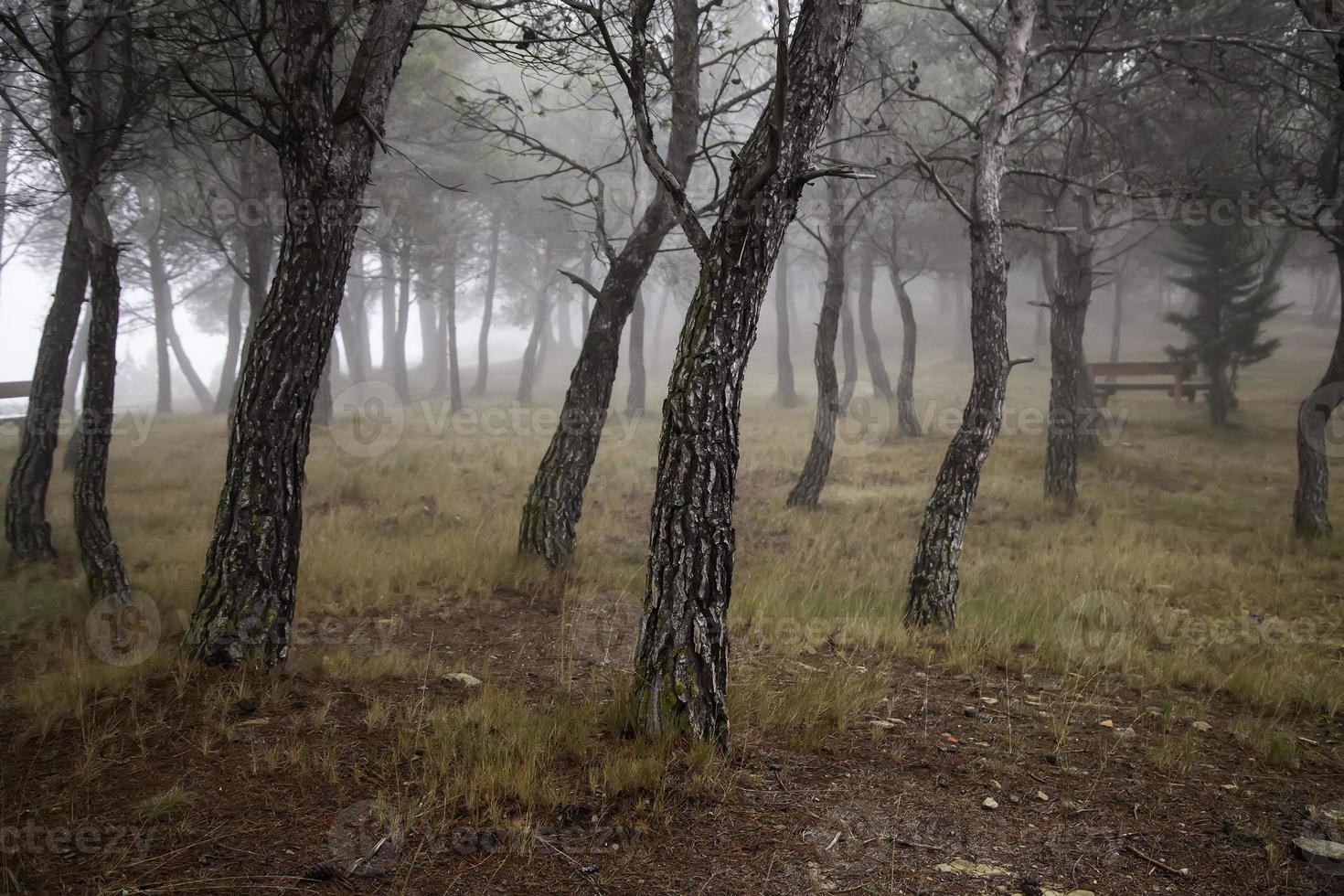 floresta escura na névoa foto