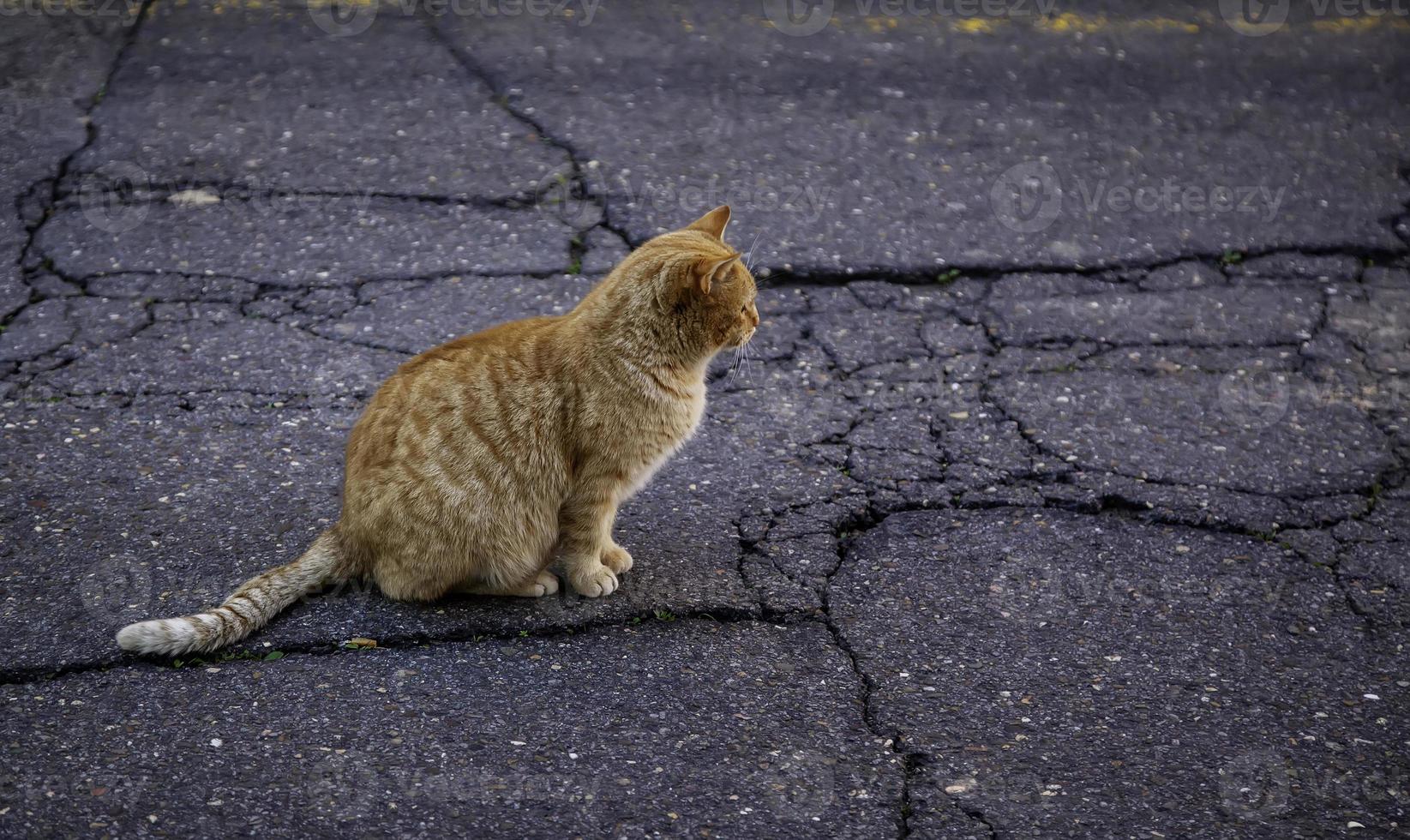 gato de rua na cidade foto