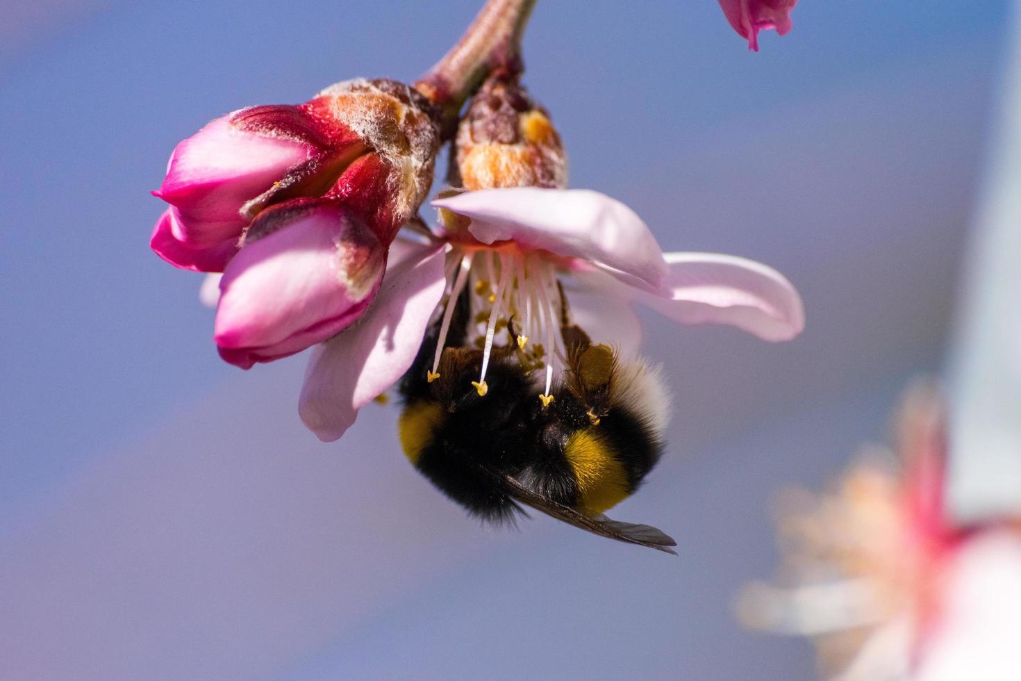 abelha coletando néctar de uma flor rosa foto