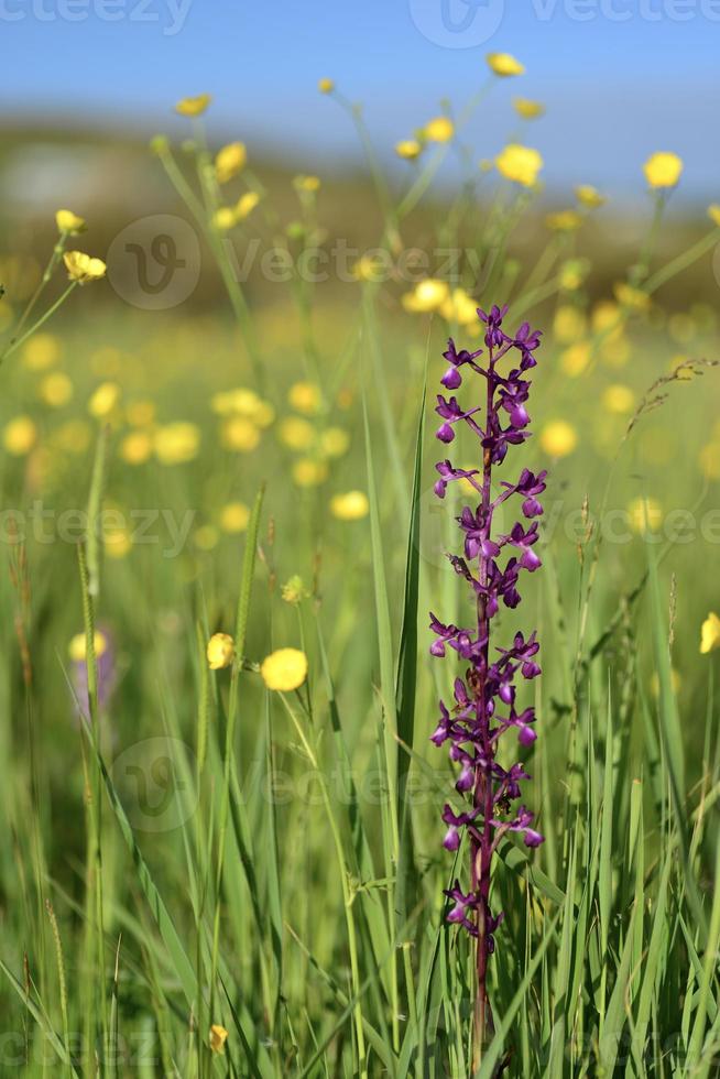 jersey orchid uk imagem macro de flores silvestres de pântano de primavera foto