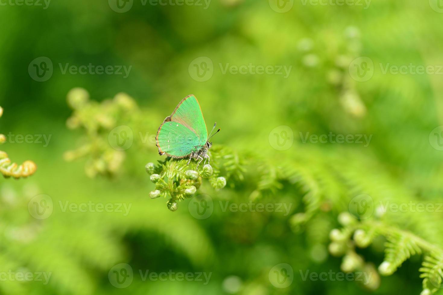 imagem macro de lepidópteros em jersey de borboleta verde hairstreak foto