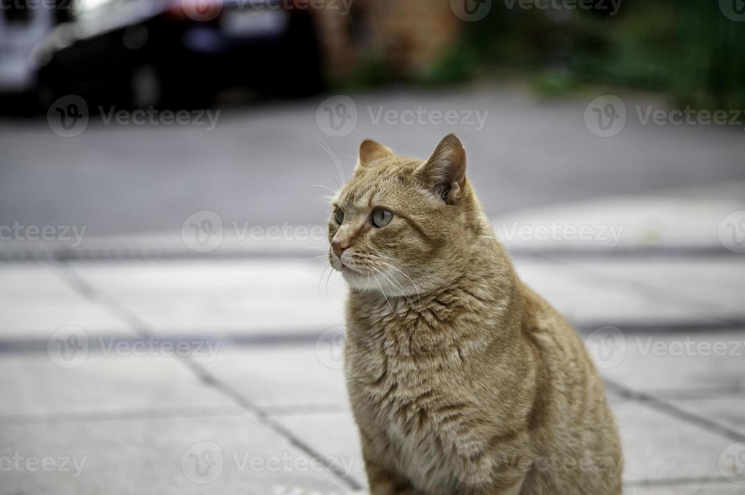 gato de rua na cidade foto