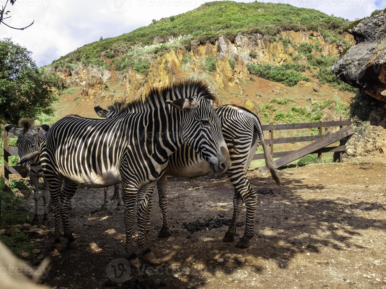 zebras selvagens em cativeiro foto