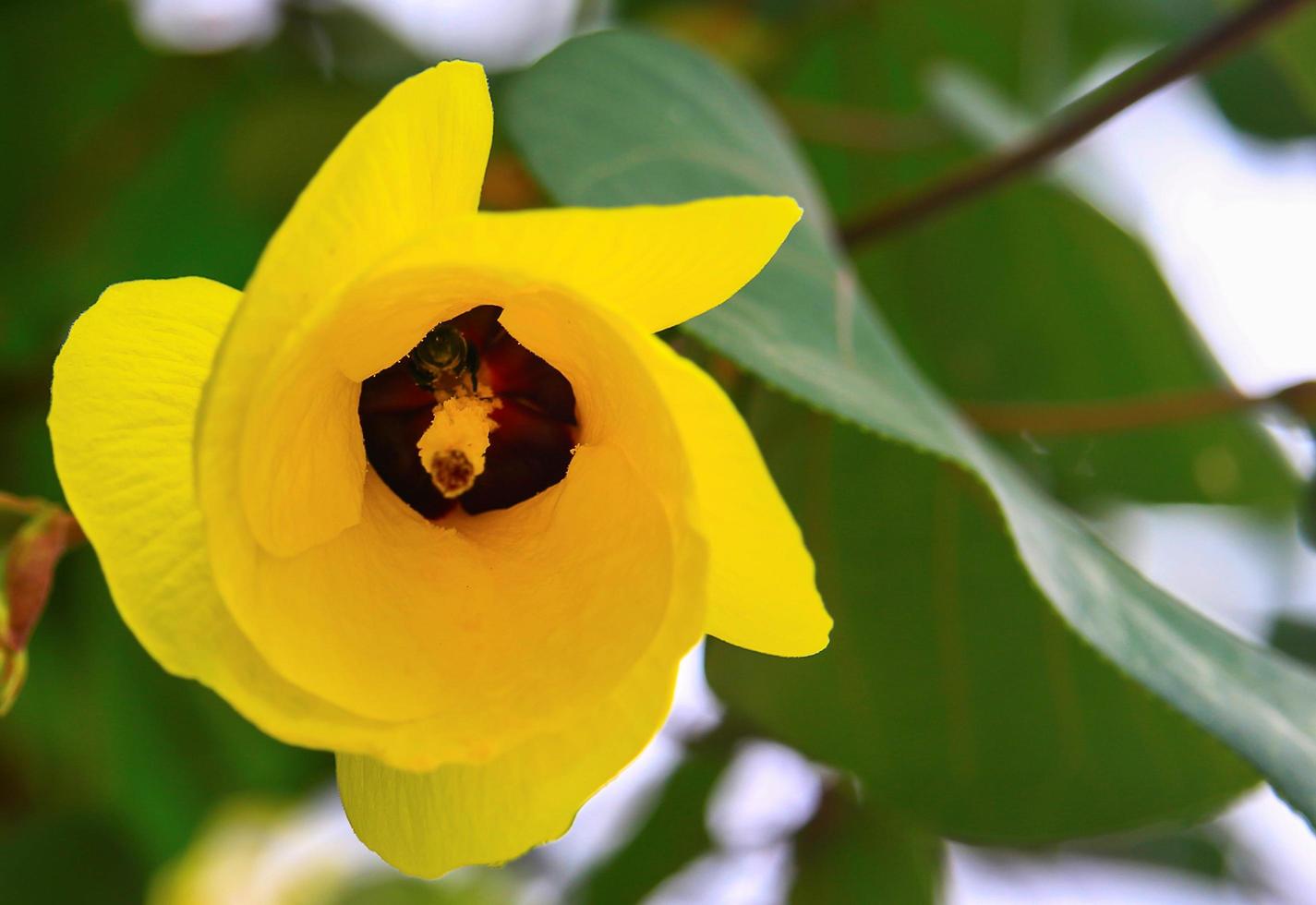 flor amarela desabrochando lindamente na beleza do outono da natureza foto