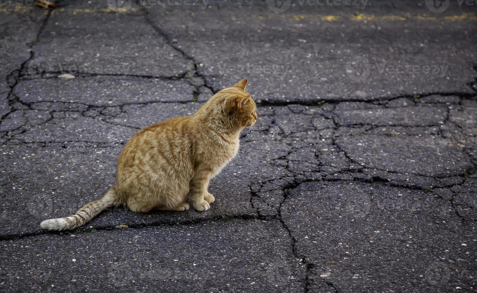 gato de rua na cidade foto