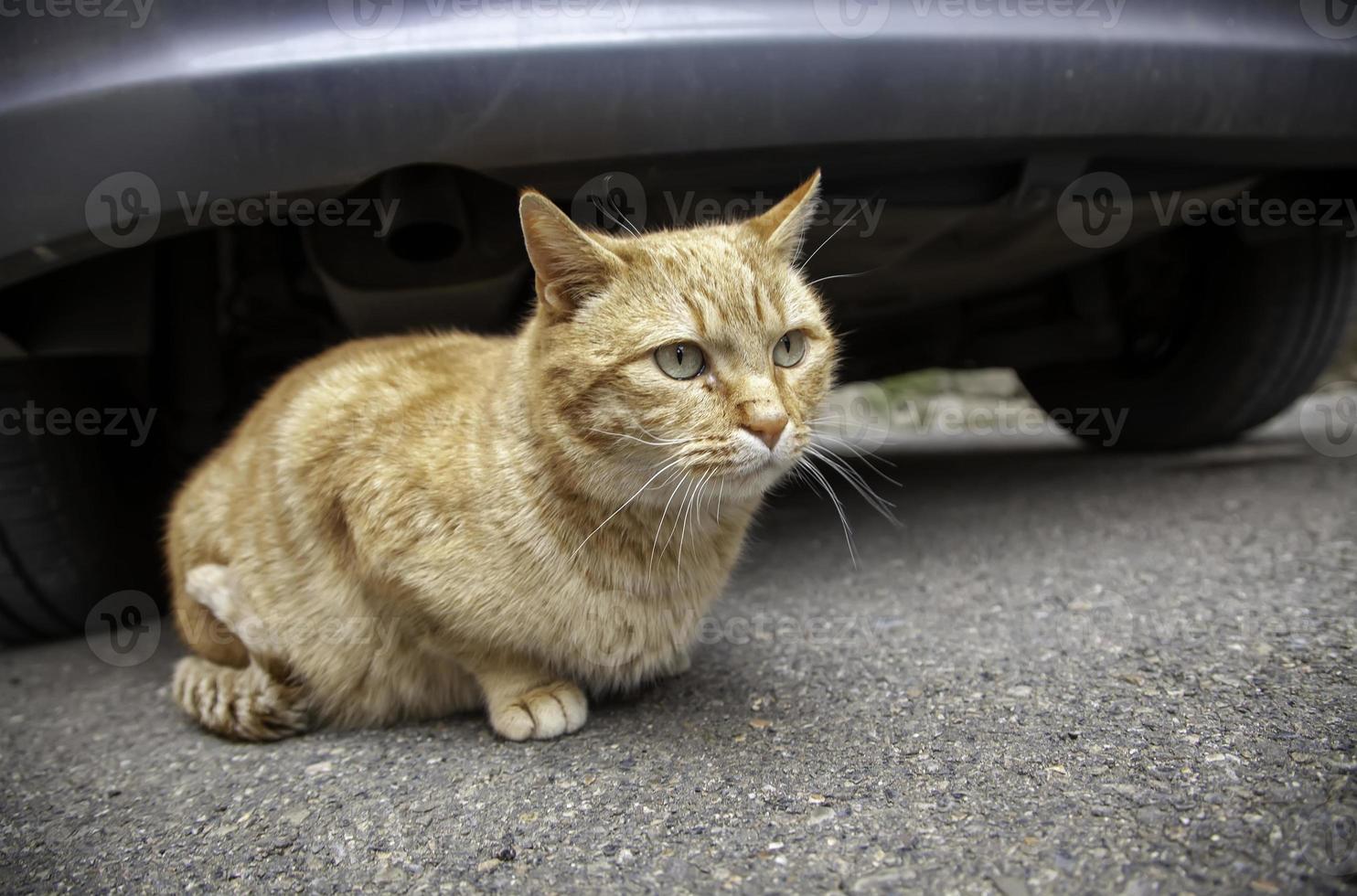 gato de rua na cidade foto