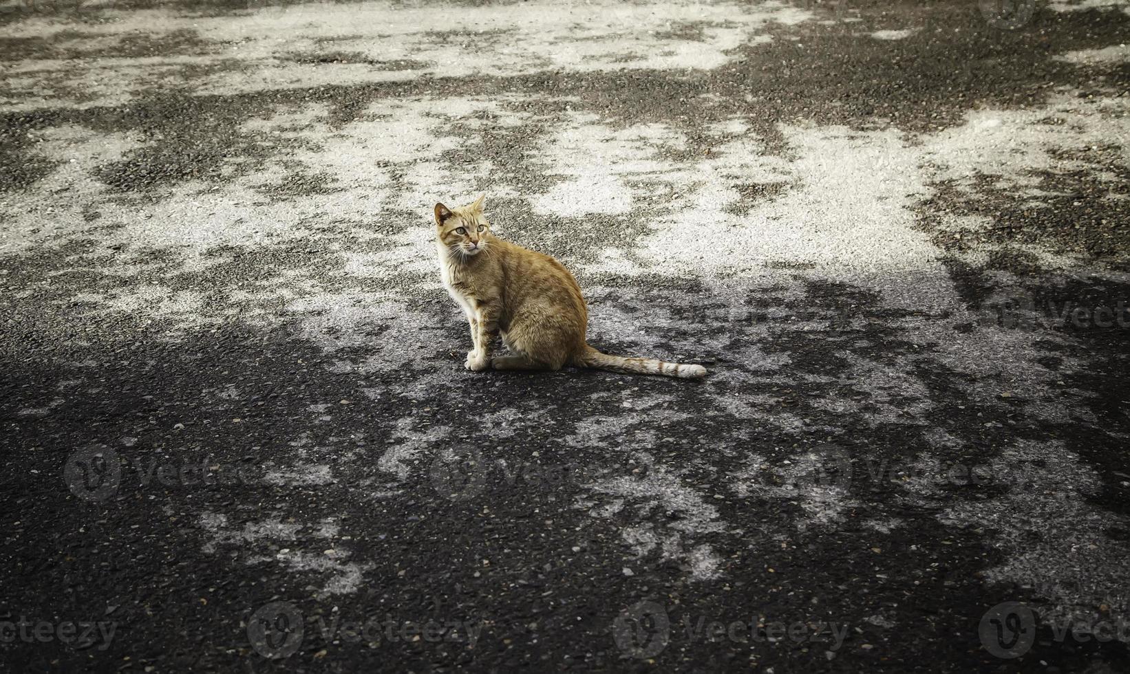 gato de rua na cidade foto