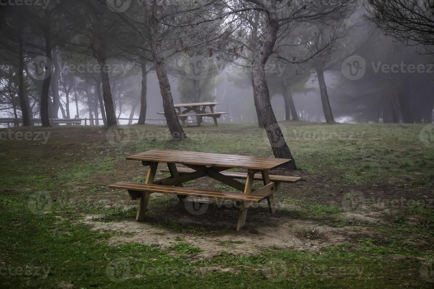 floresta escura na névoa foto