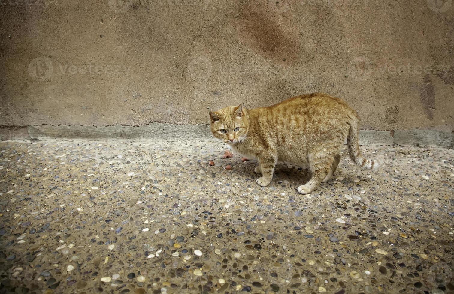 gato de rua na cidade foto