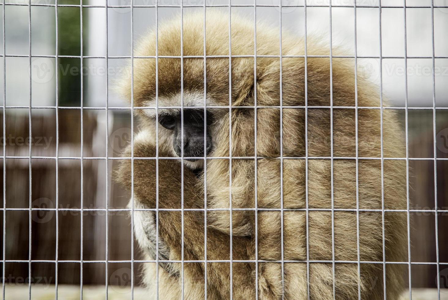 macaco triste enjaulado foto