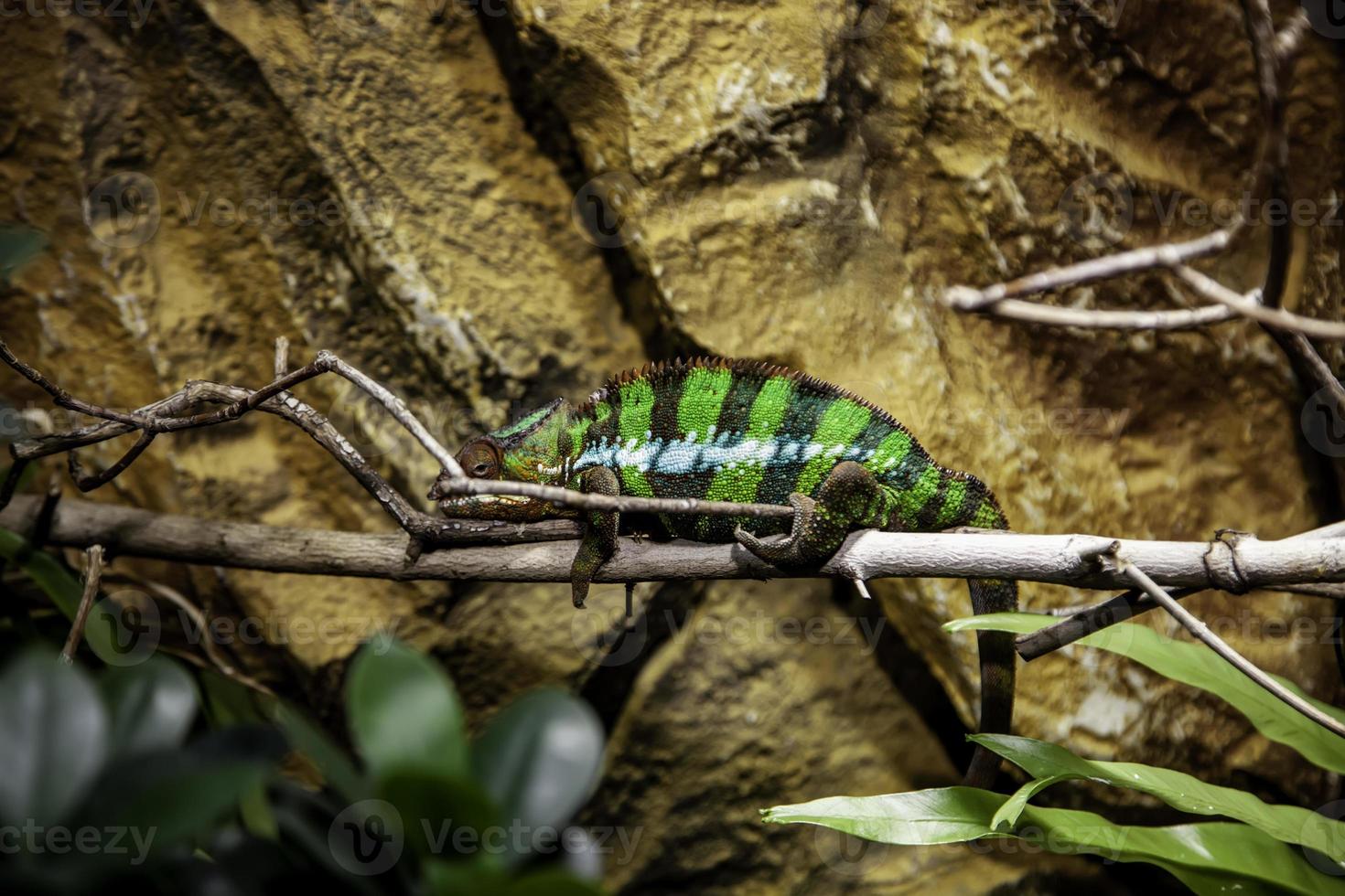 camaleão na selva foto