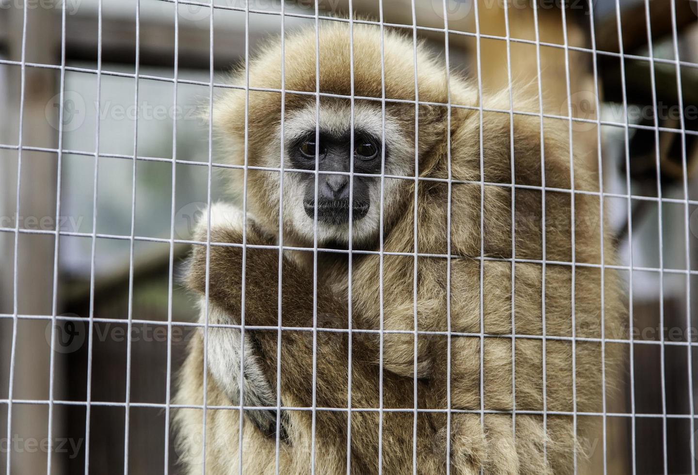 macaco triste enjaulado foto