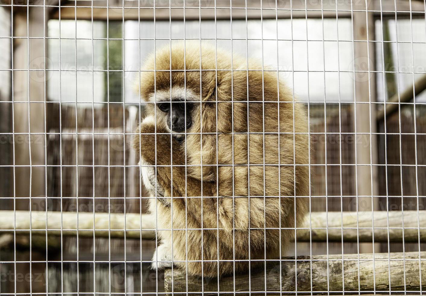 macaco triste enjaulado foto