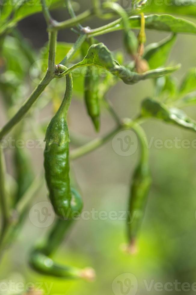 pimenta verde orgânica na planta jovem no campo agrícola, conceito de colheita. foto