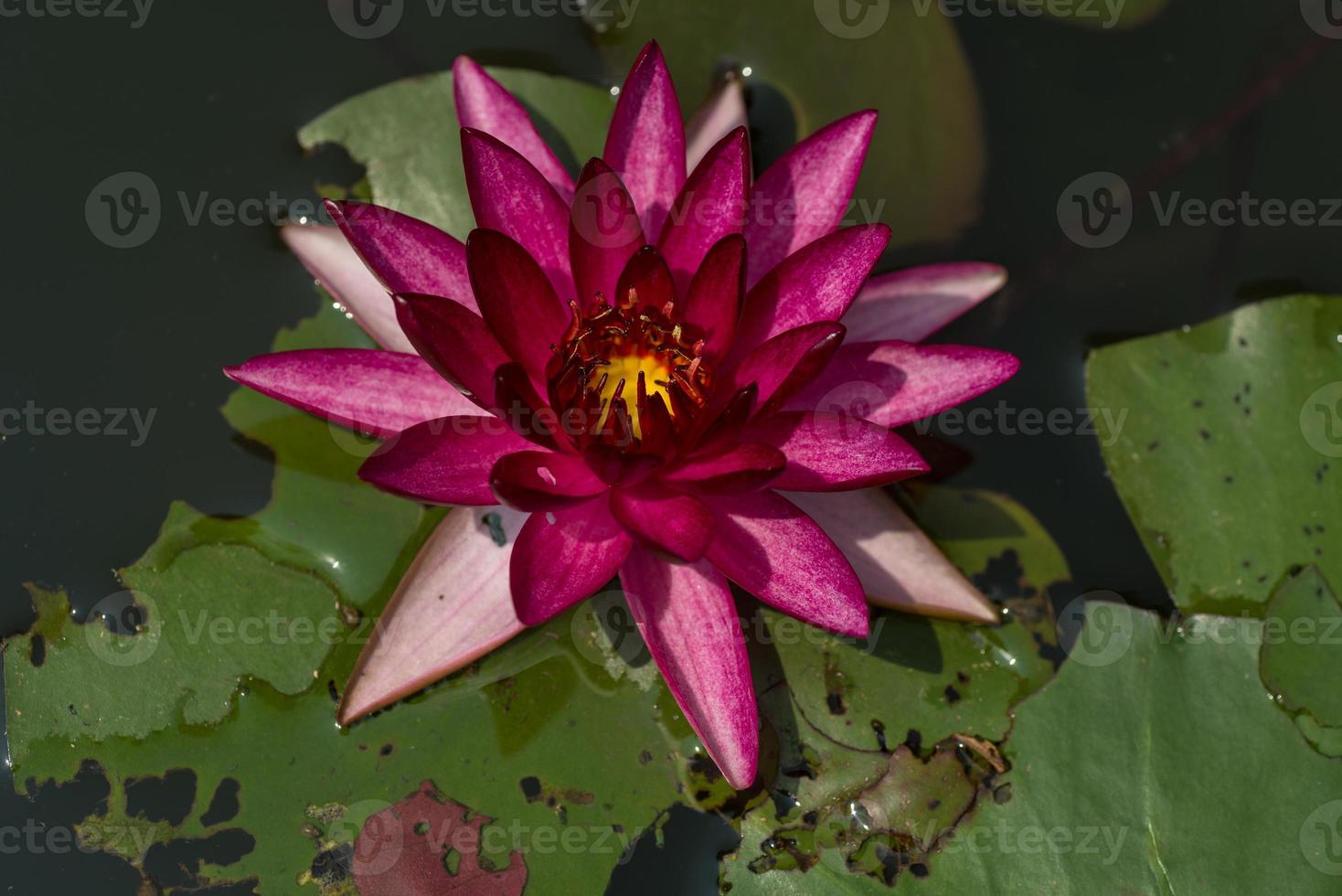 bela flor de nenúfar ou flor de lótus na lagoa. foto