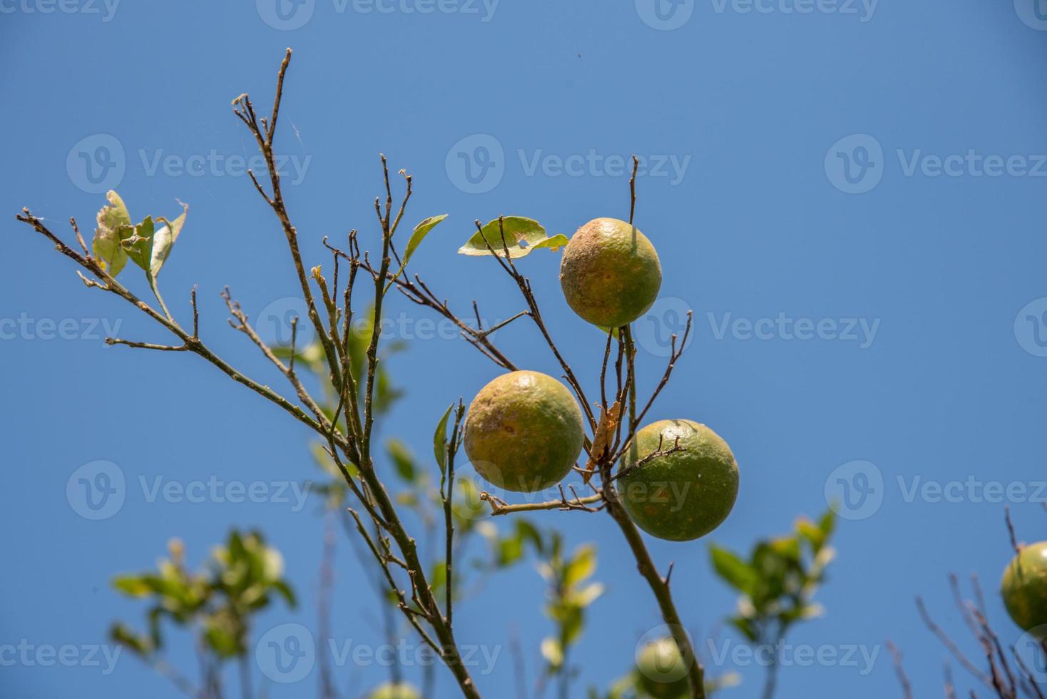 laranjeiras no jardim. close-up de uma laranja pendurada em uma árvore em uma fazenda de laranja. foto