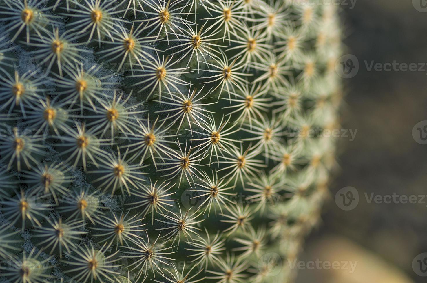 planta de cacto no parque foto