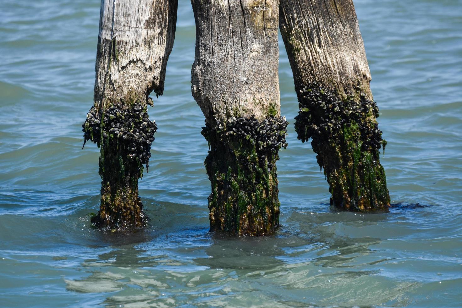 bricole de madeira, postes de amarração de madeira na água, veneza, itália, 2019 foto