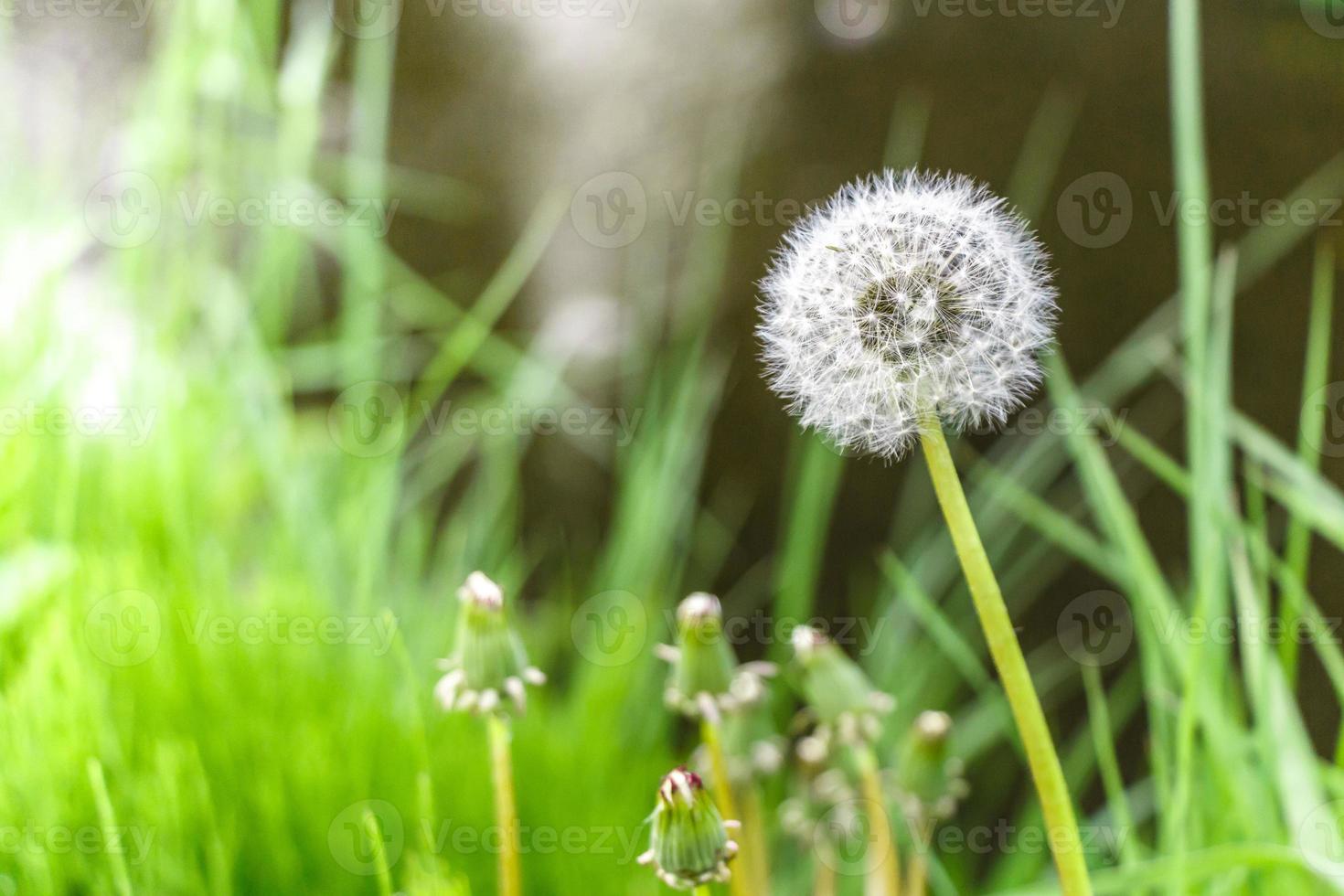 uma flor de grama foto