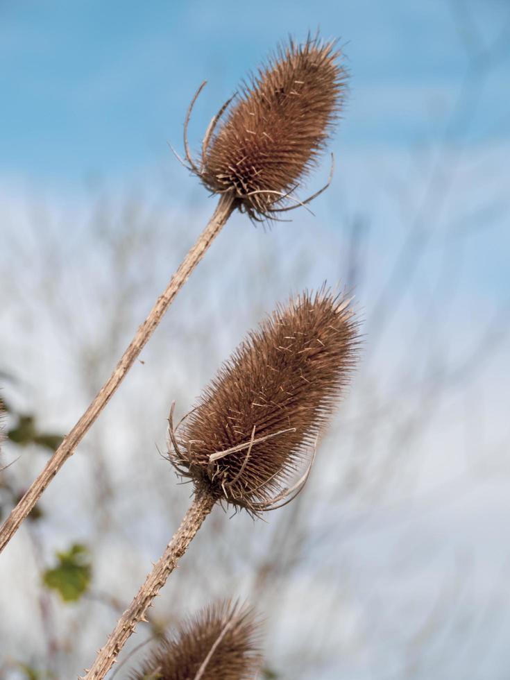 closeup de cabeças de sementes de carda no inverno foto