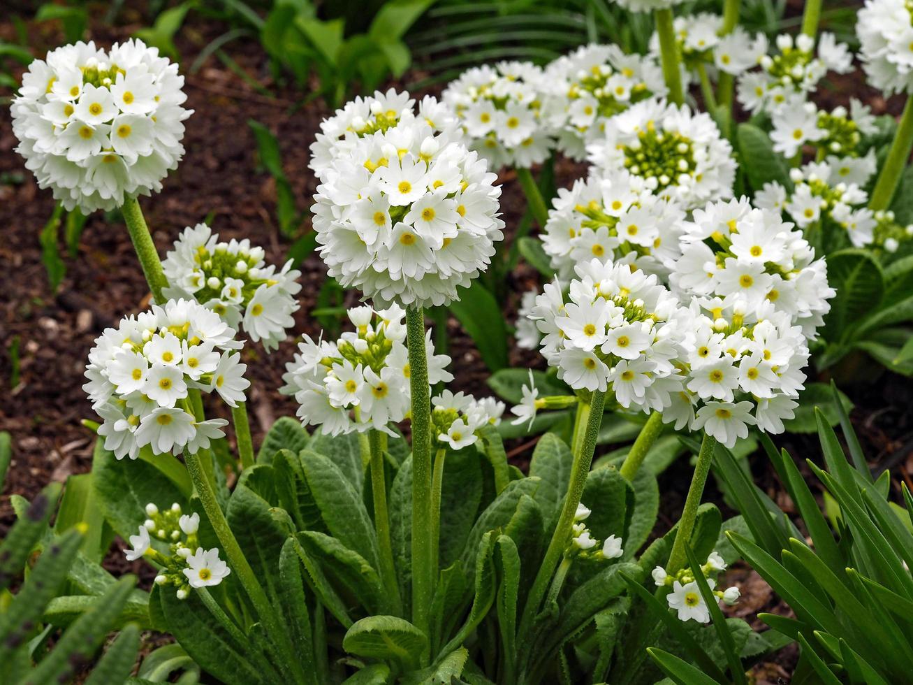 lindas coxinhas brancas primulas primula denticulata alba florescendo em um jardim foto