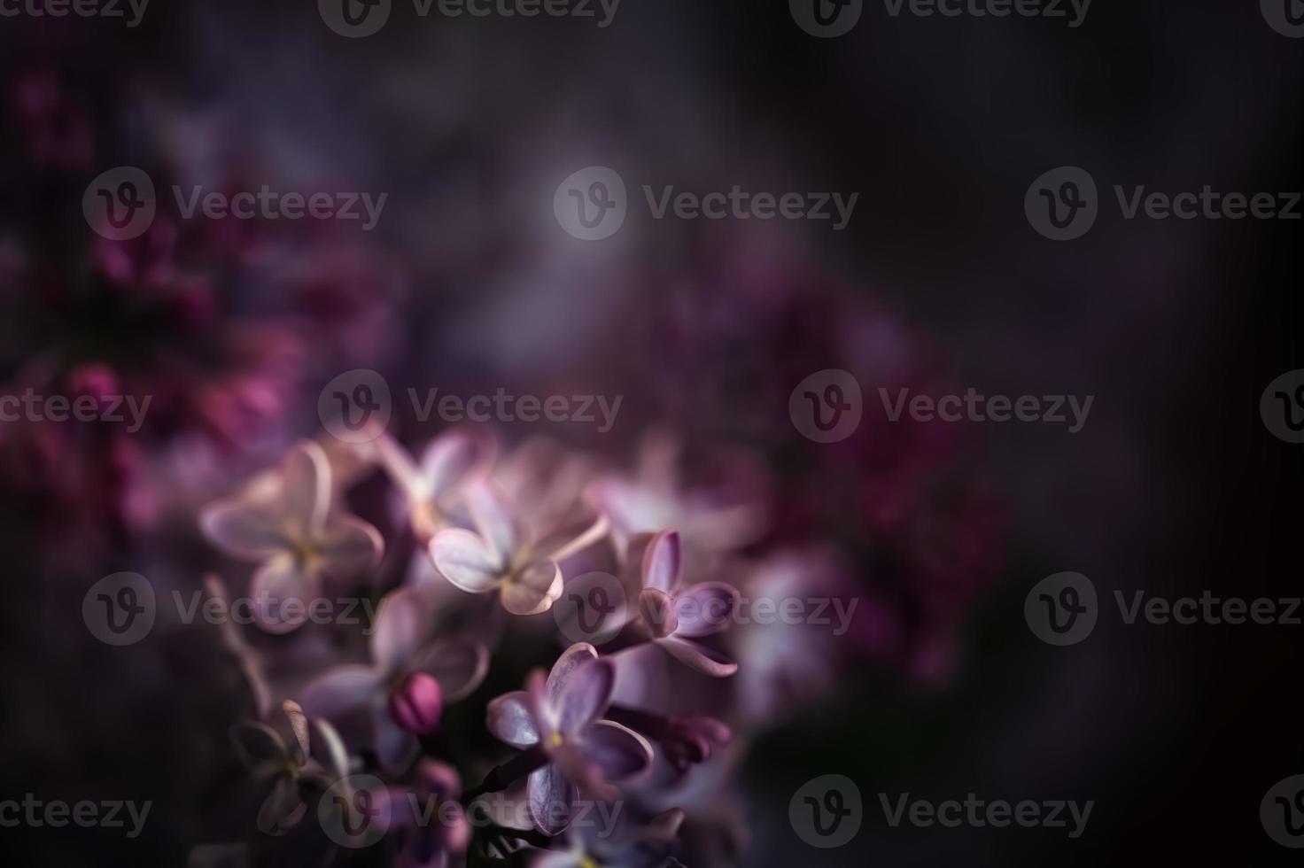 imagem de close-up de flores lilás na primavera foto