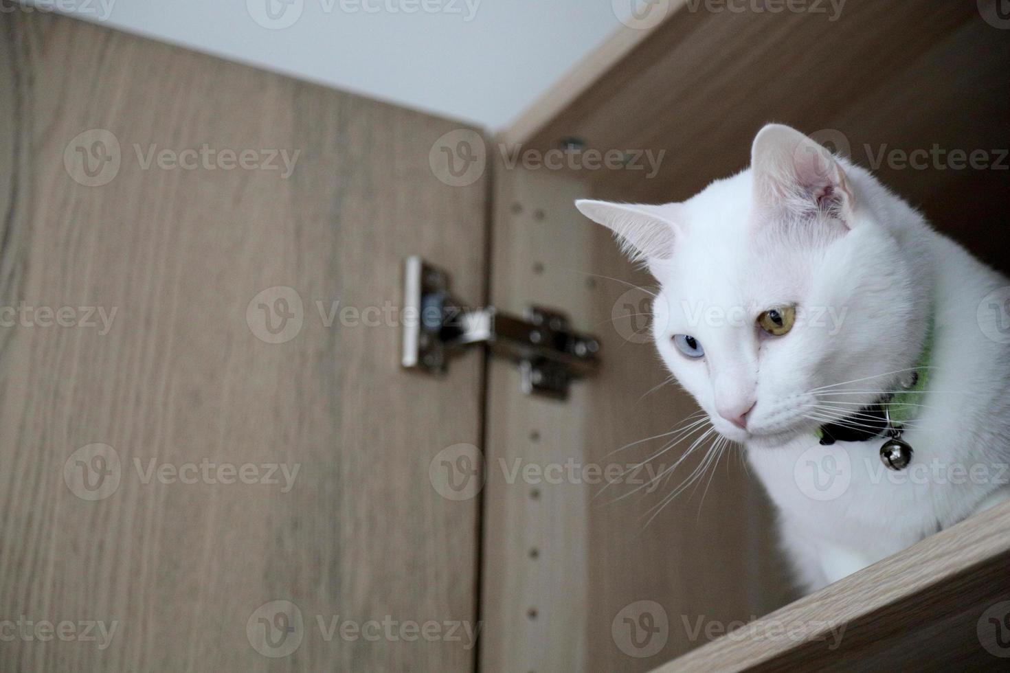 gato e guarda-roupa foto