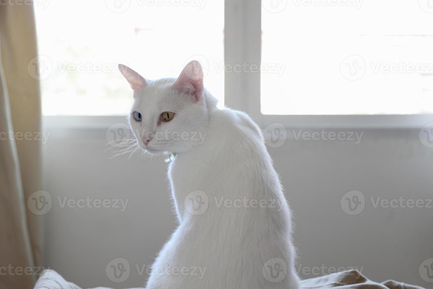 gato branco relaxado foto