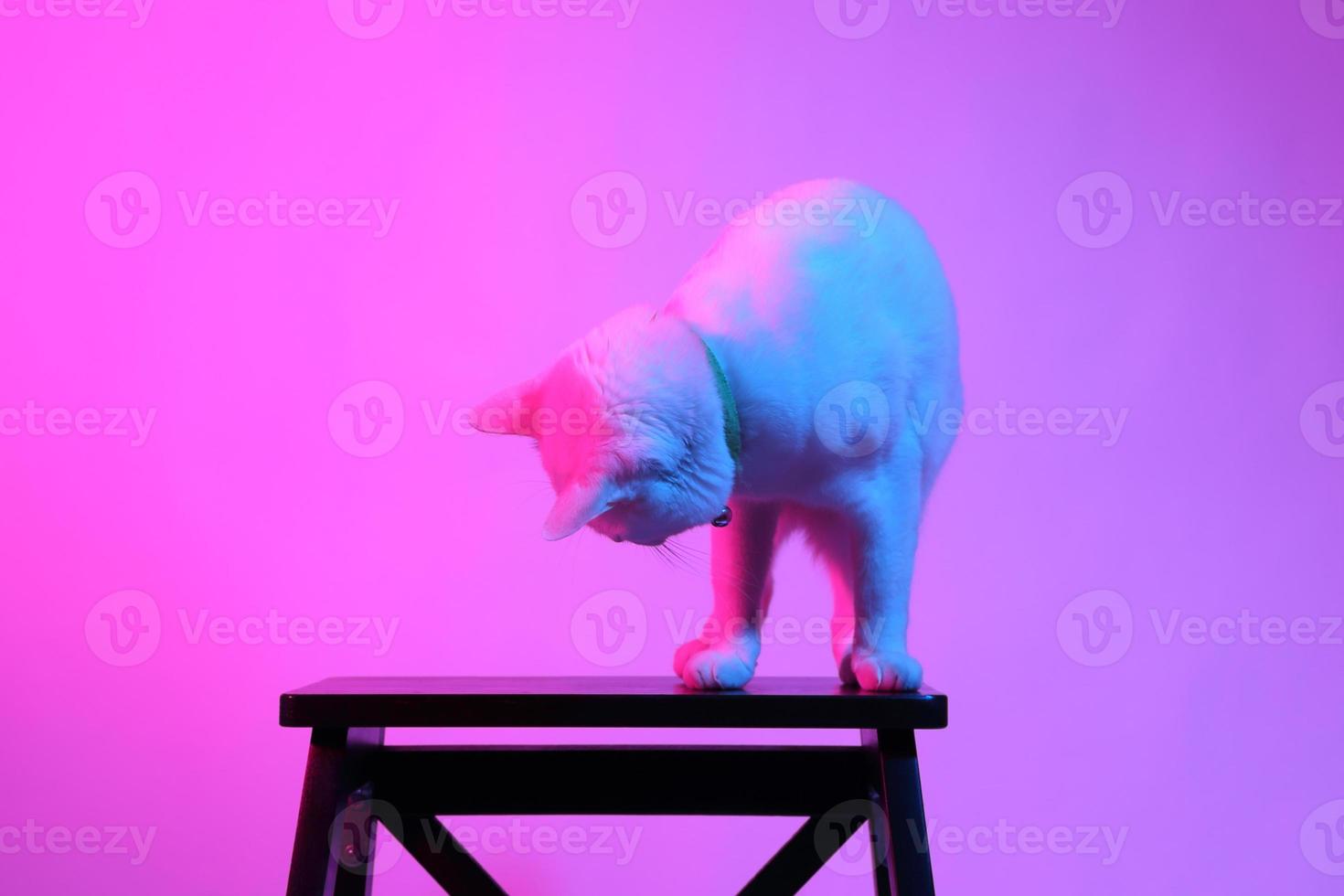 gato fofo com iluminação de gel foto