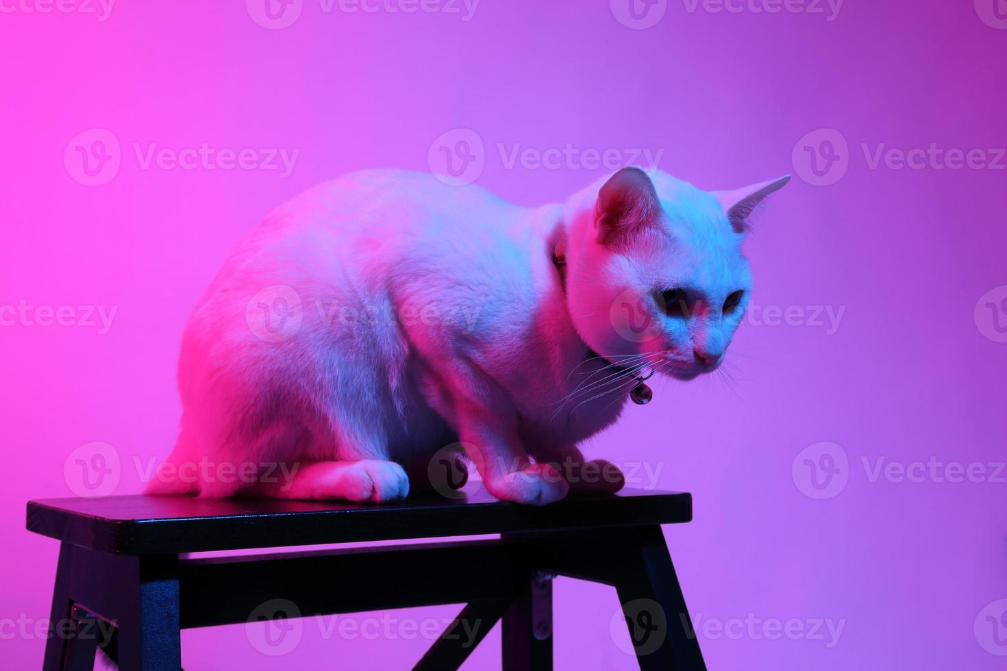 gato fofo com iluminação de gel foto