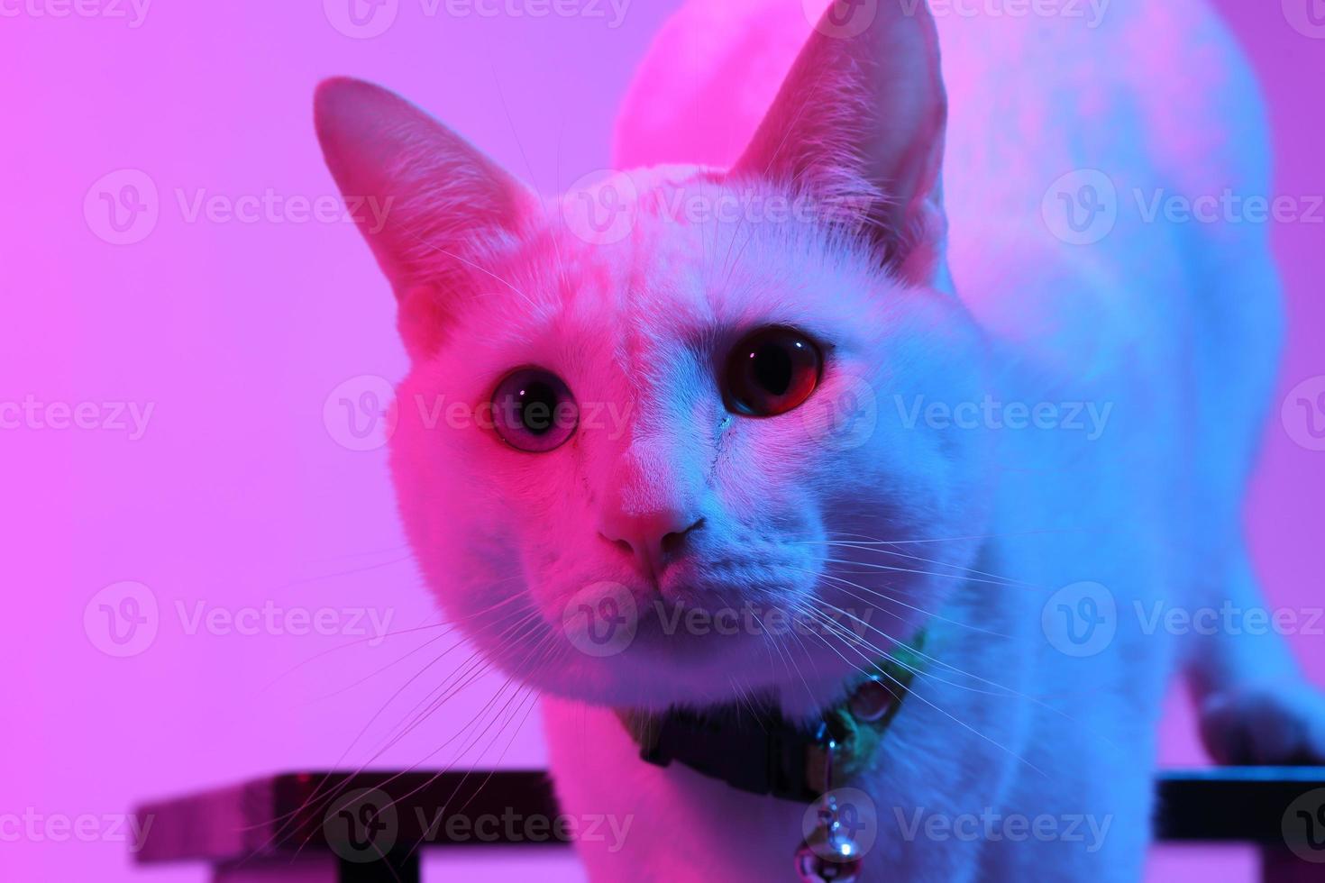 gato fofo com iluminação de gel foto