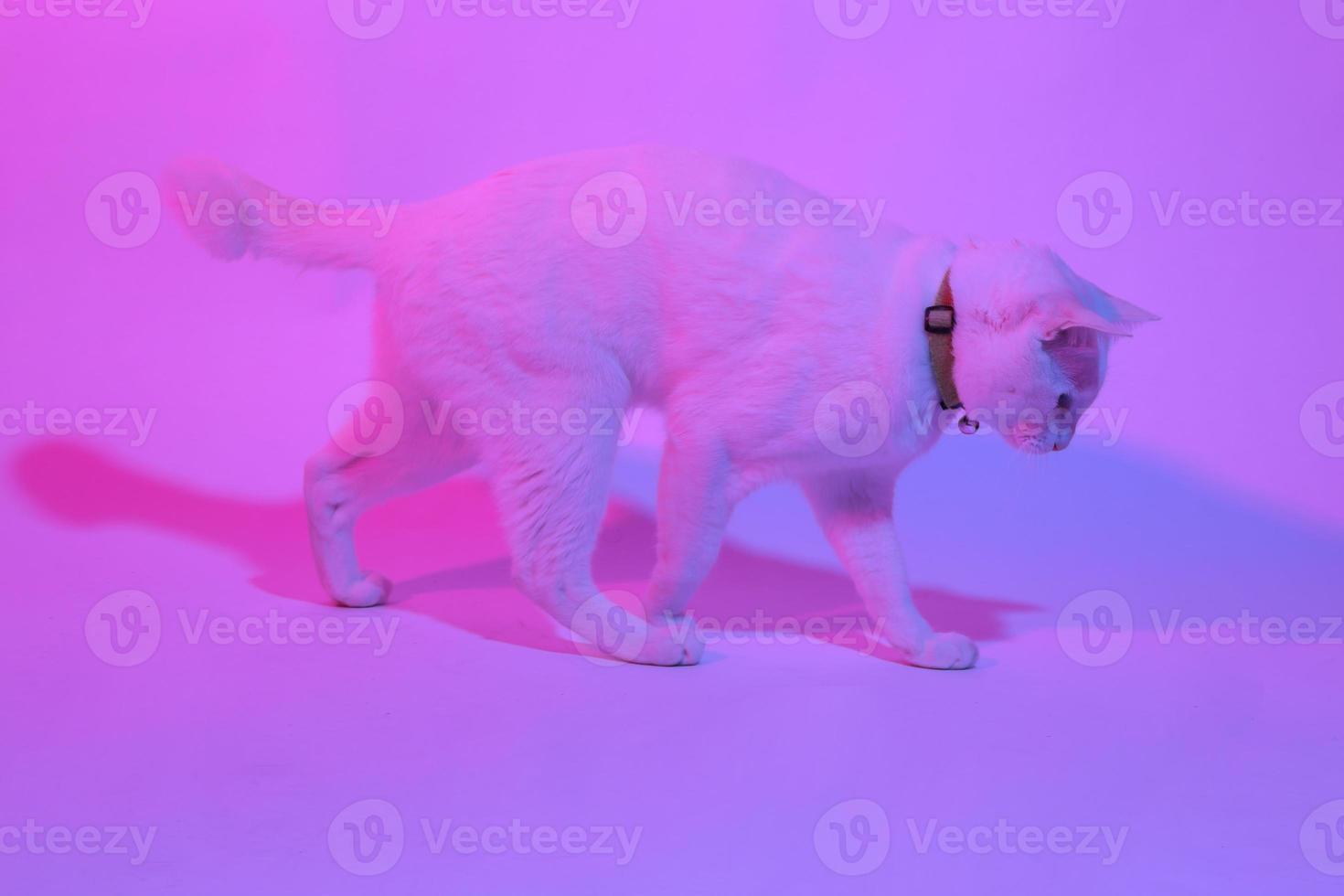 gato fofo com iluminação de gel foto