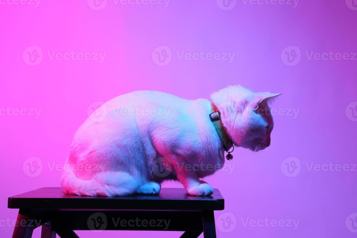 gato fofo com iluminação de gel foto