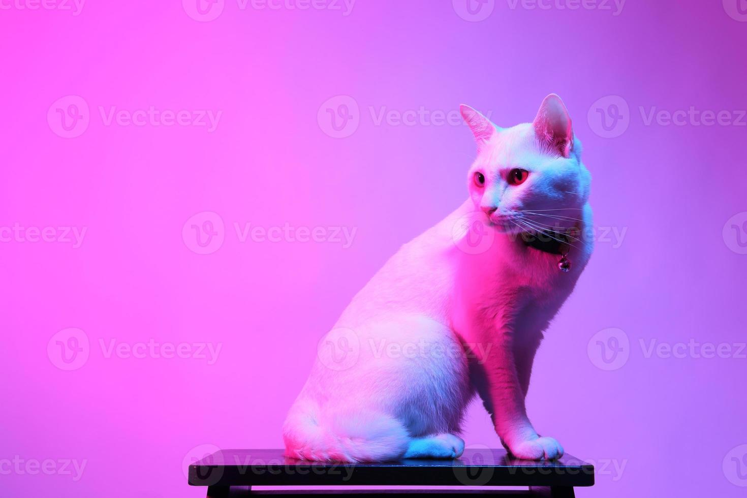 gato fofo com iluminação de gel foto