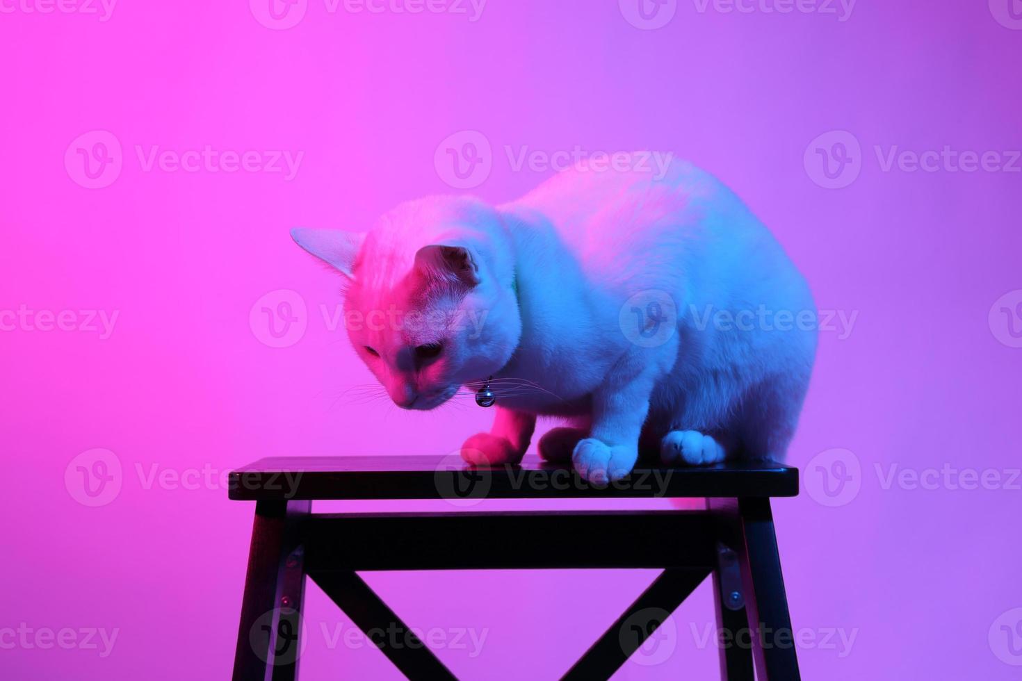 gato fofo com iluminação de gel foto