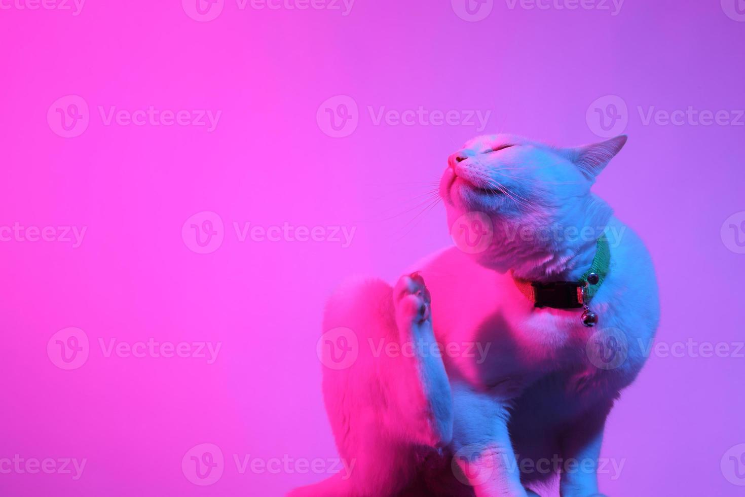 gato fofo com iluminação de gel foto