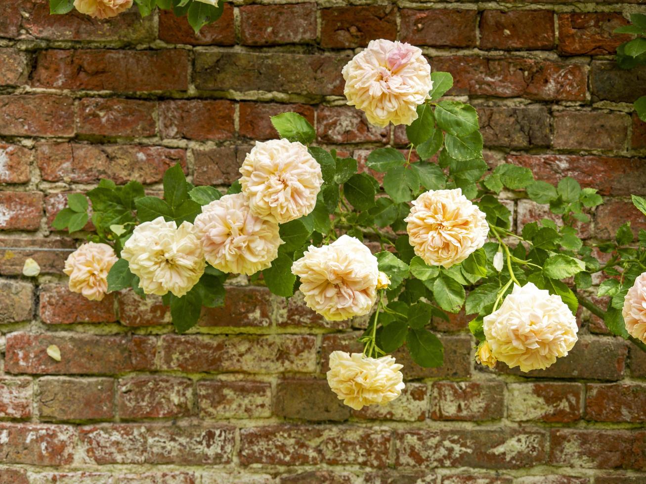 close up de lindas rosas trepadeiras florescendo em um jardim murado foto