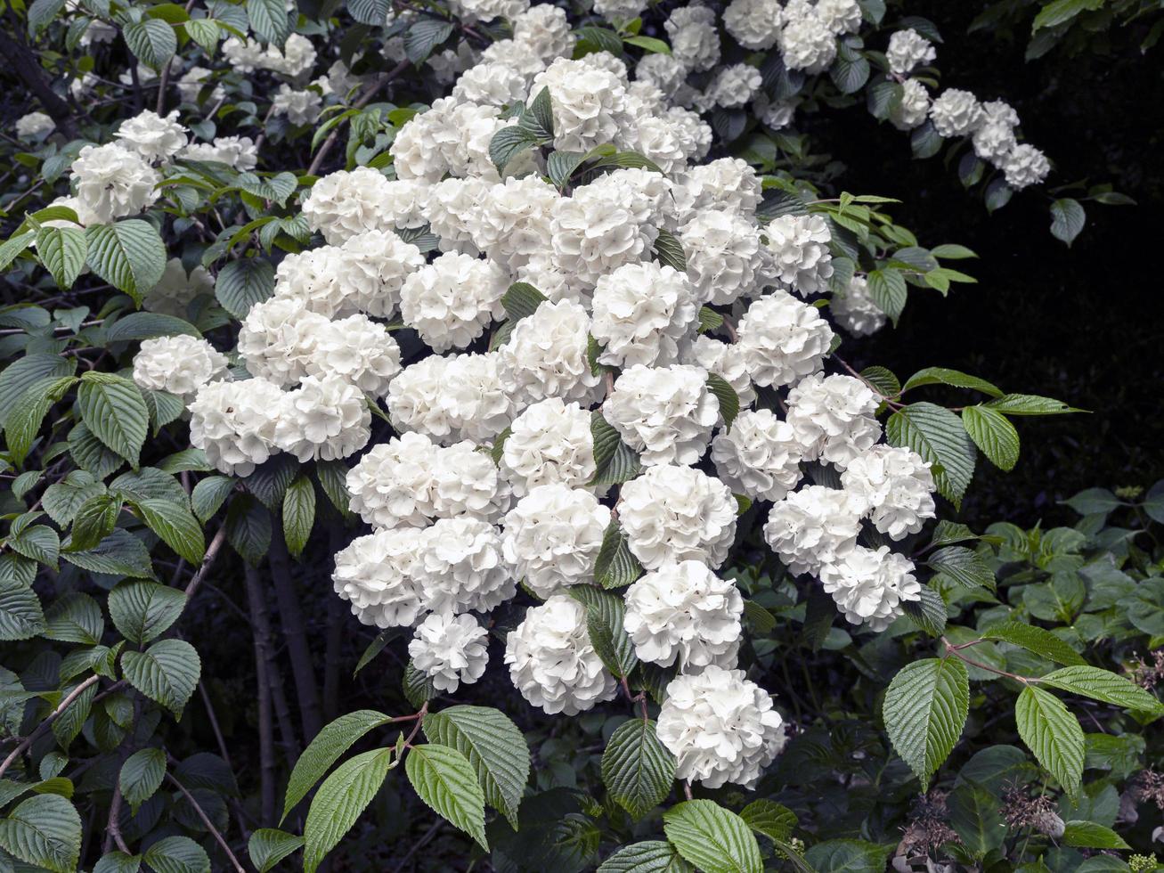 lindas flores brancas em um arbusto de bola de neve japonesa foto