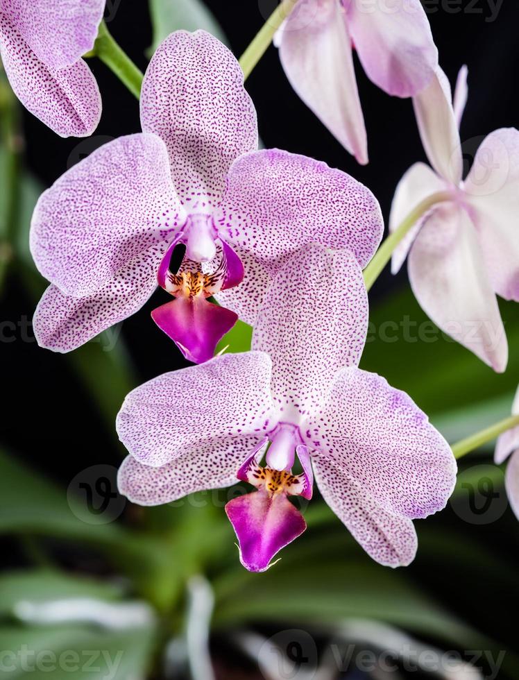 flor de orquídea phalaenopsis foto